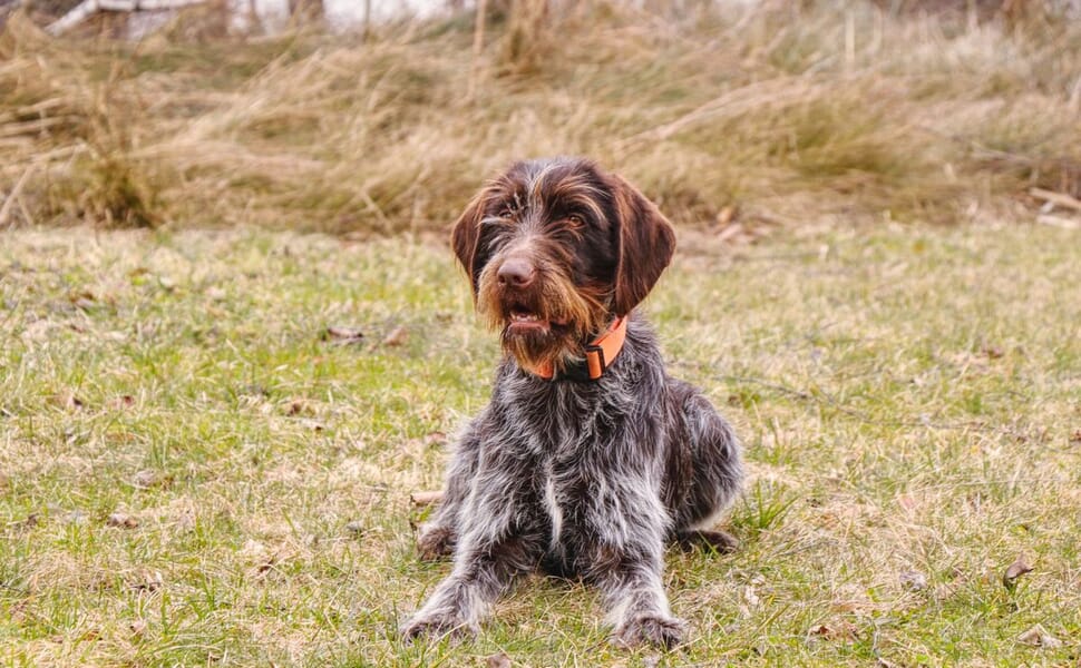 на Грифон Корталс