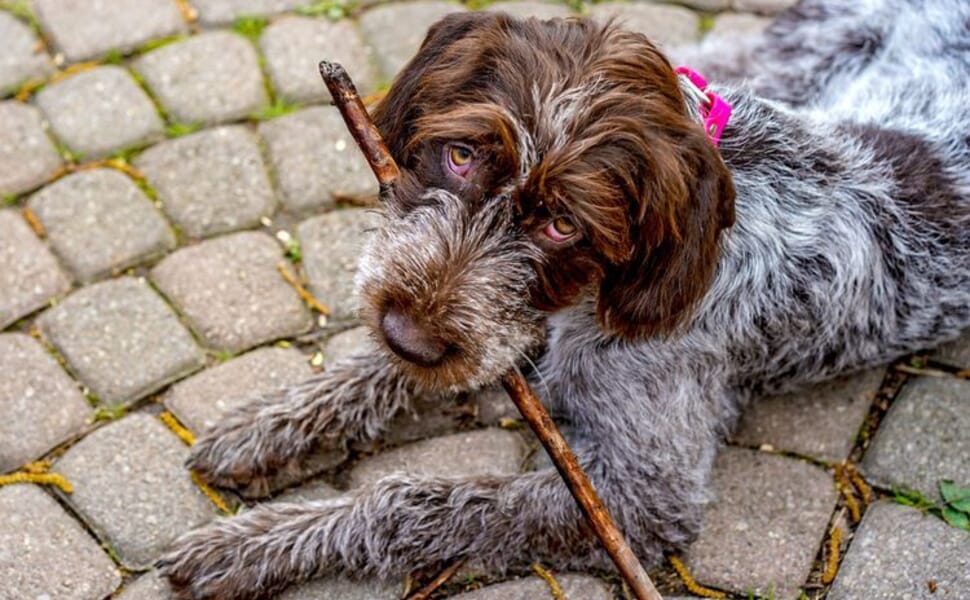 Грифон на Корталс порода куче