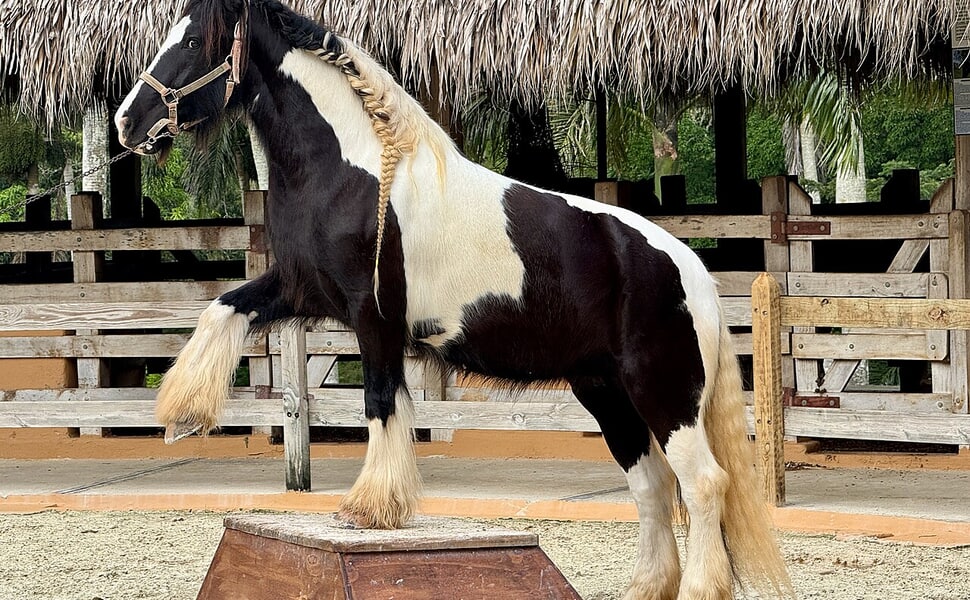 Храна за кон Джипси ванър