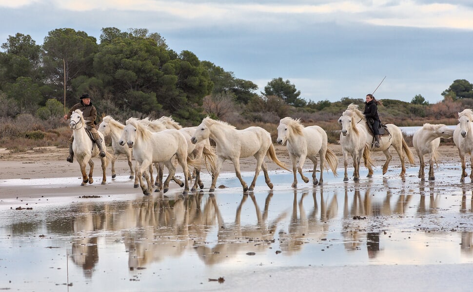 Камарг в съвремието