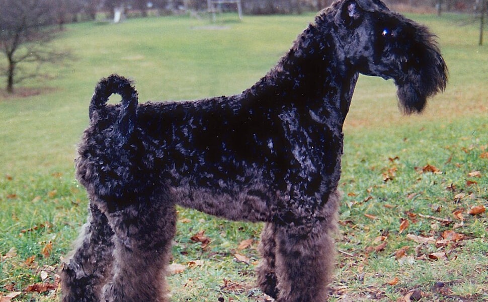 Храна за Кери блу териер