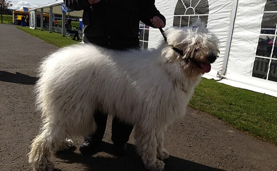 Грижа за здравето на Комондор