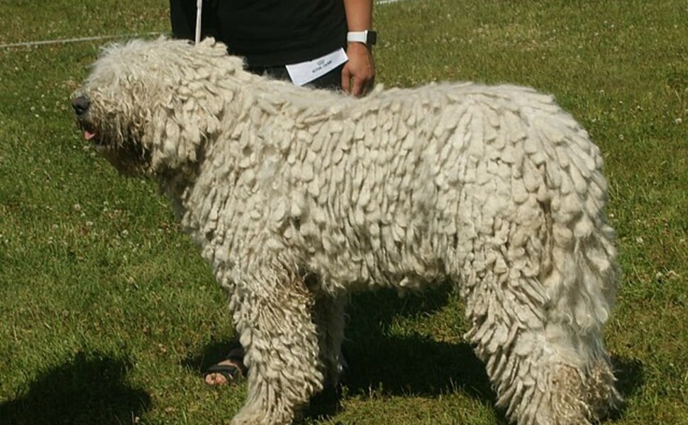 Как точно изглежда куче Комондор?