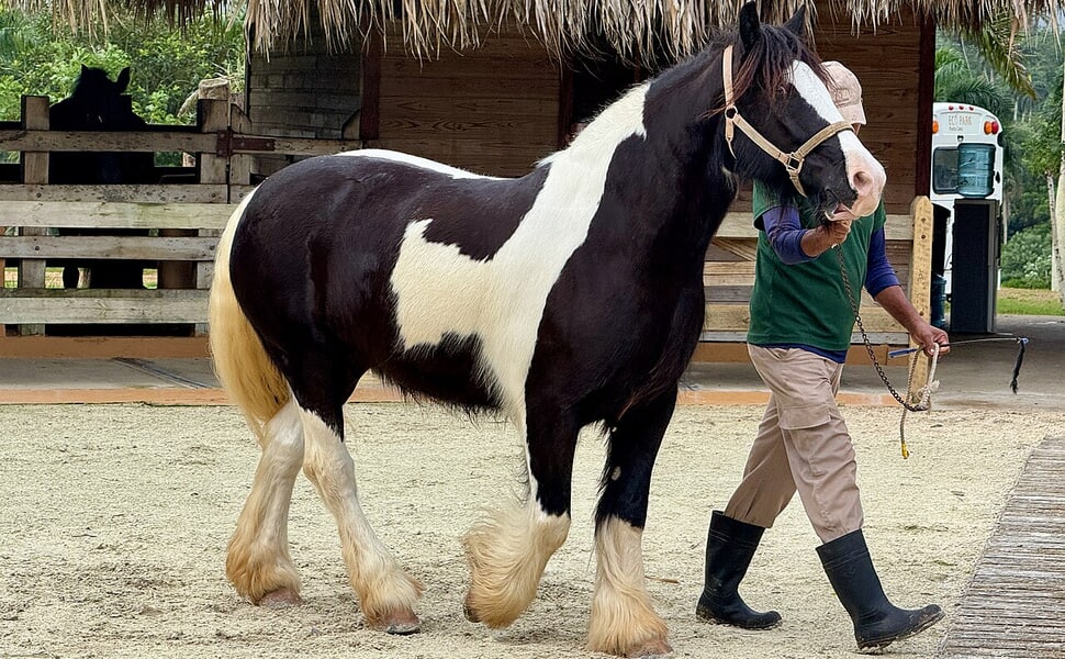 Джипси ванър и неговата история