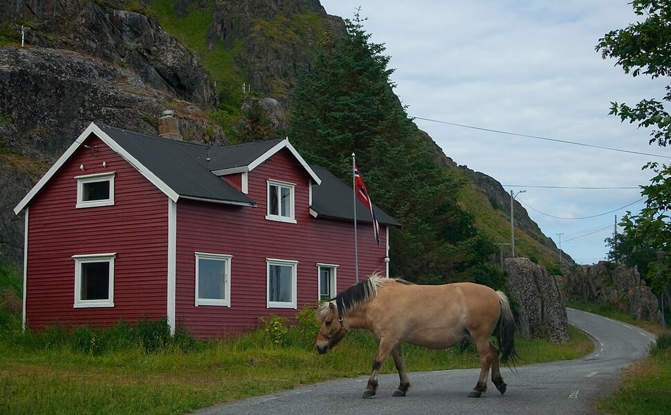 Храна за Норвежки фиорд според нуждите