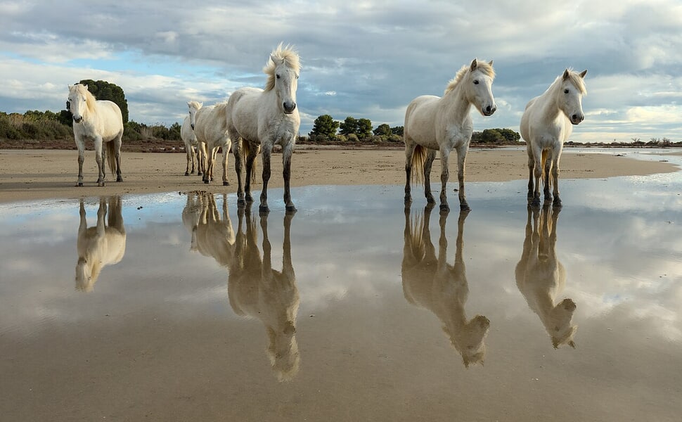 За какво се използва породата
