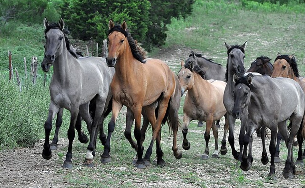 интересни факти за порода Мустанг