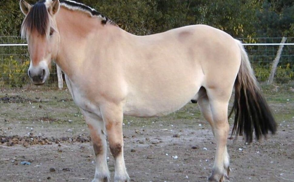 Външен вид и отличителни черти на Норвежки фиорд