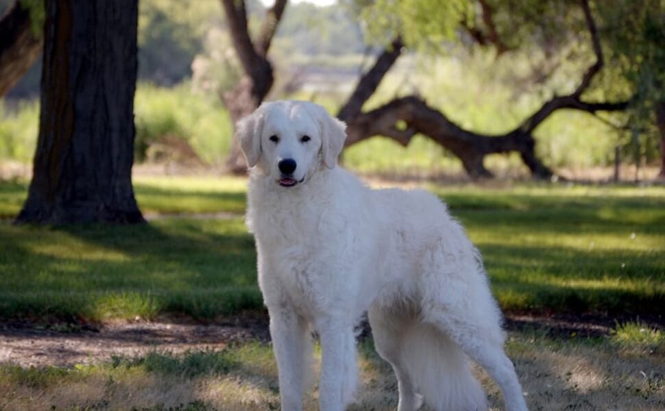 кувас куче порода