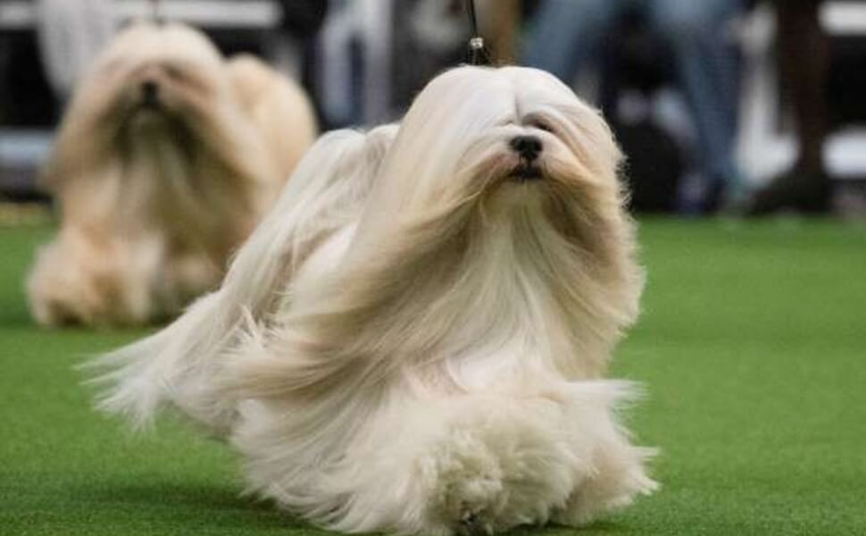 порода Лхаса Апсо куче