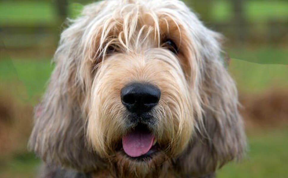 порода Отърхаунд куче