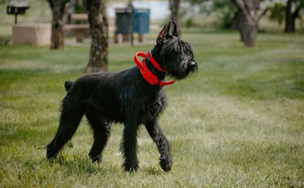 порода Ризеншнауцер куче