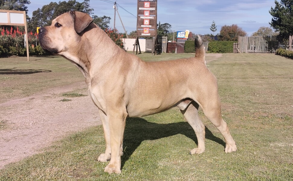 Външен вид и физически характеристики на породата Бурбул