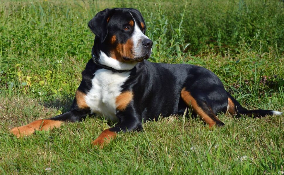 Голямо куче швейцарско пастирско