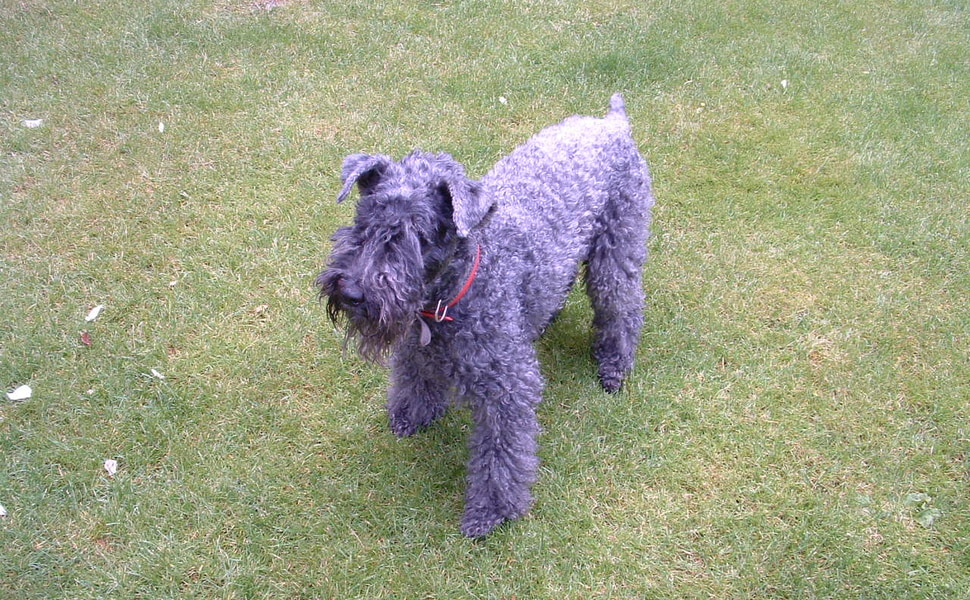 История на Кери блу териера