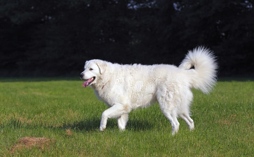 порода куче кувас