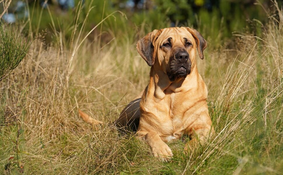 Мастиф куче порода Брохолмер