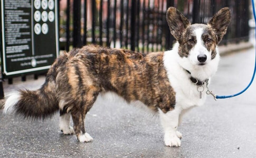 порода куче Уелско корги кардиган