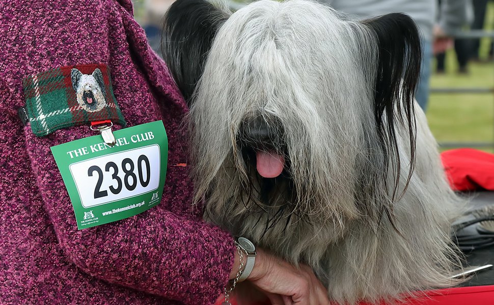 история и характеристики на скай териер
