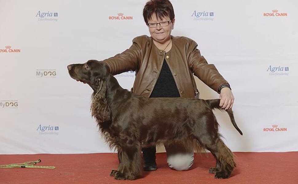 Филд шпаньол и заболявания