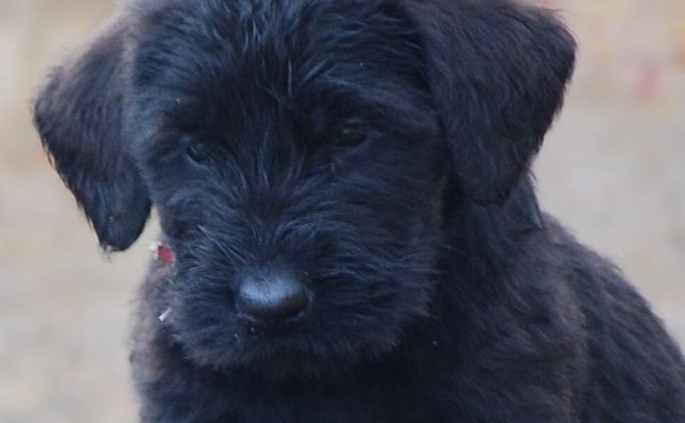 Обучение на гигантски шнауцер