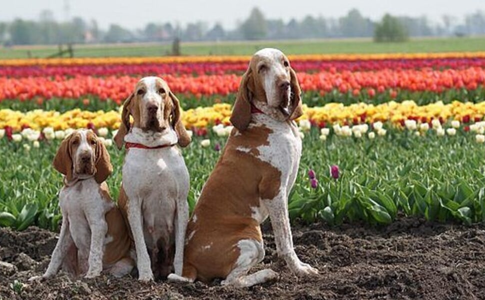 История на кучетата Брако италиано