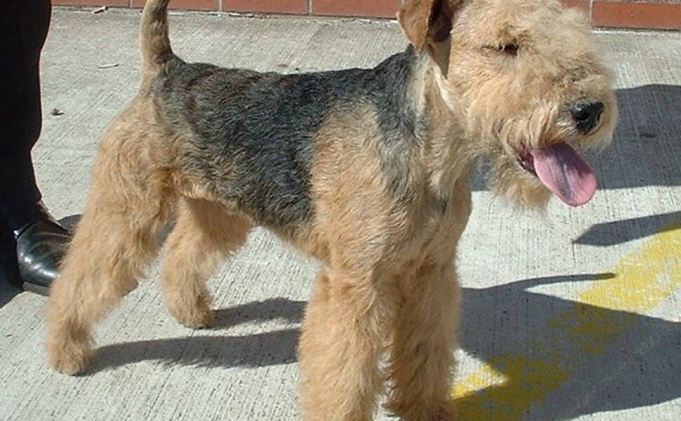 Хранене на Лейкланд териер