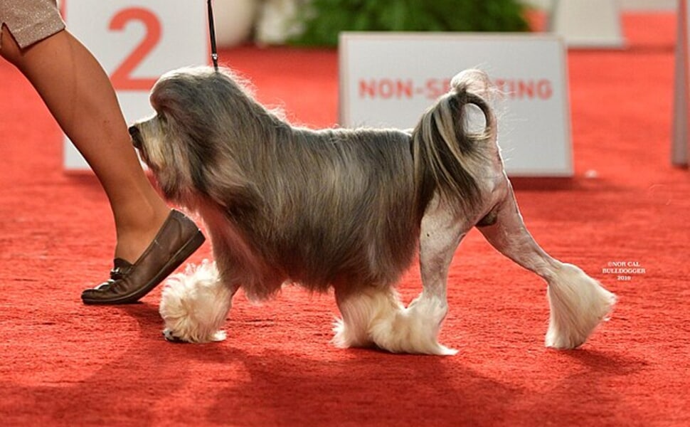 Отличителни черти на породата малко лъвско куче