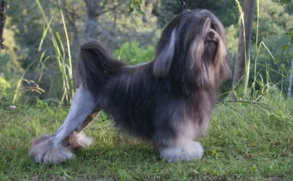 Характеристики на породата Малко лъвско куче