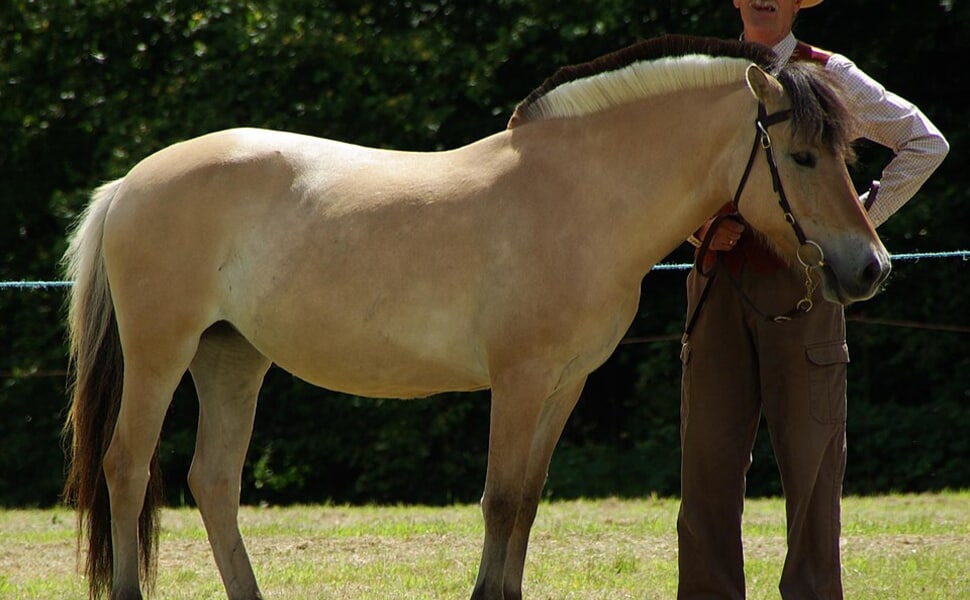 Пълна история и развитие на породата Норвежки фиорд