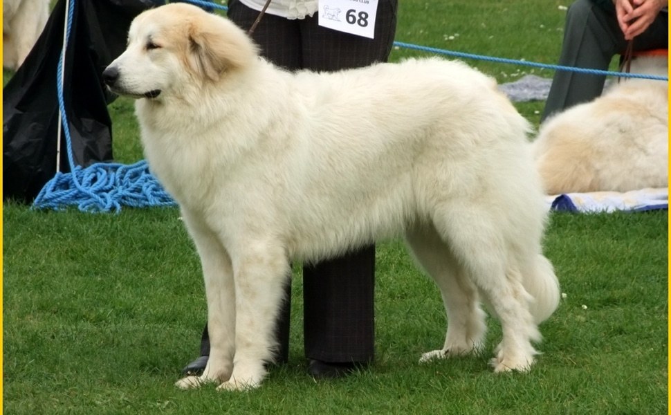 Пиринейско планинско порода куче