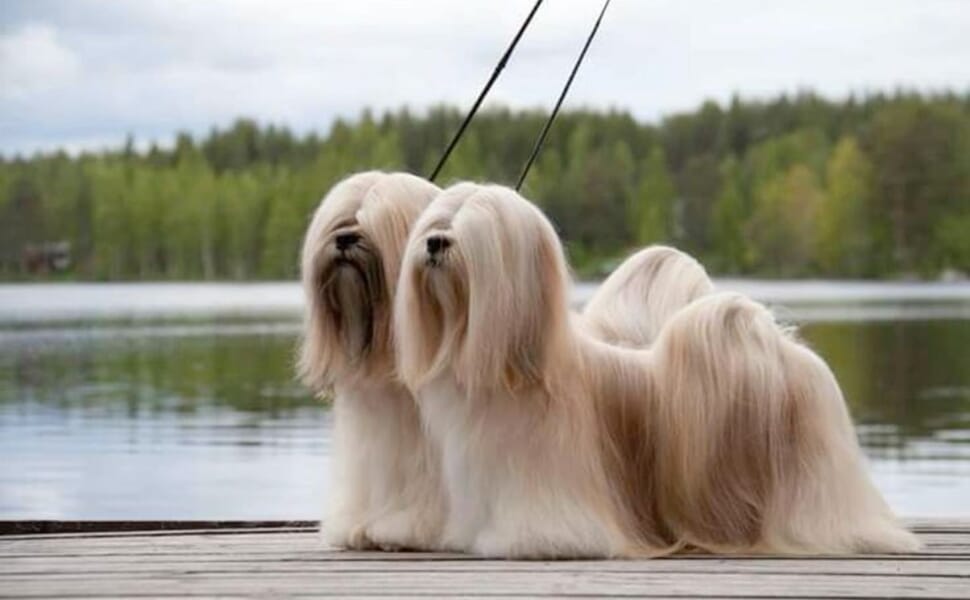 куче порода Лхаса Апсо