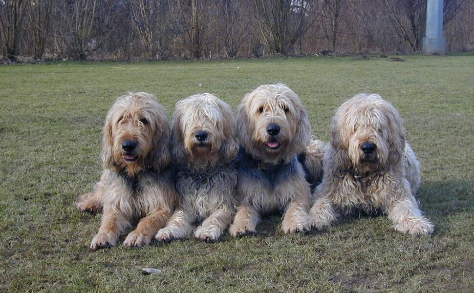 порода куче Отърхаунд 2