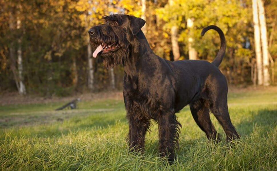 куче порода Ризеншнауцер