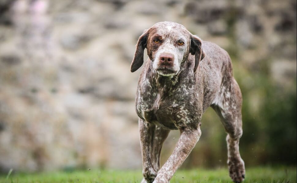 Бурбонски куче порода Брак