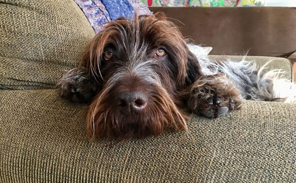 куче порода Грифон на Корталс