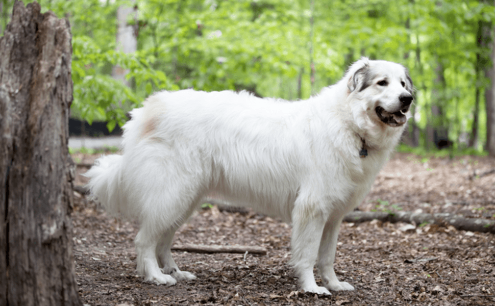 Пиринейско порода планинско куче