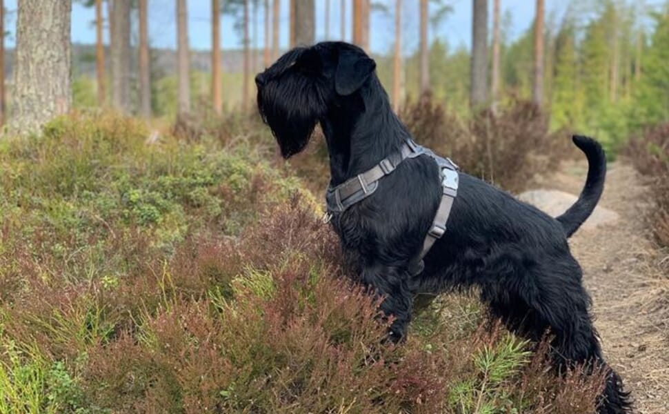 куче Стандартен порода шнауцер