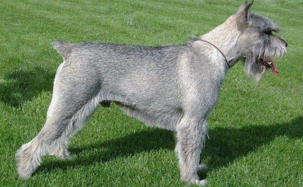 Стандартен порода шнауцер куче