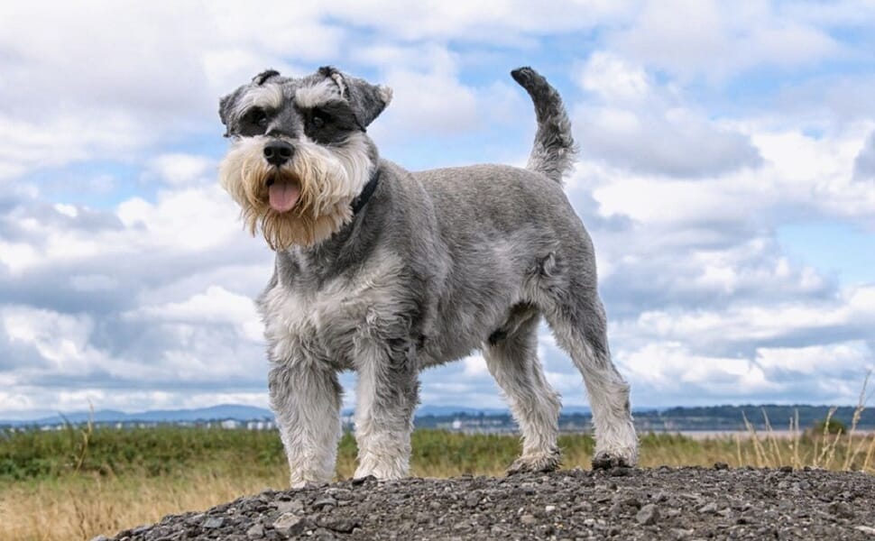 Стандартен шнауцер куче порода