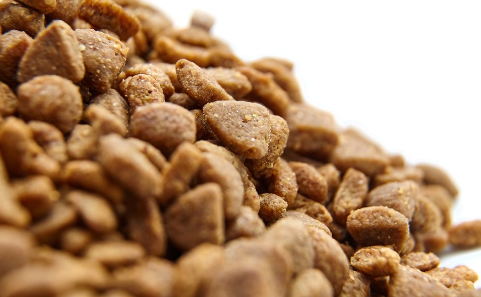 храна на сухата кучето