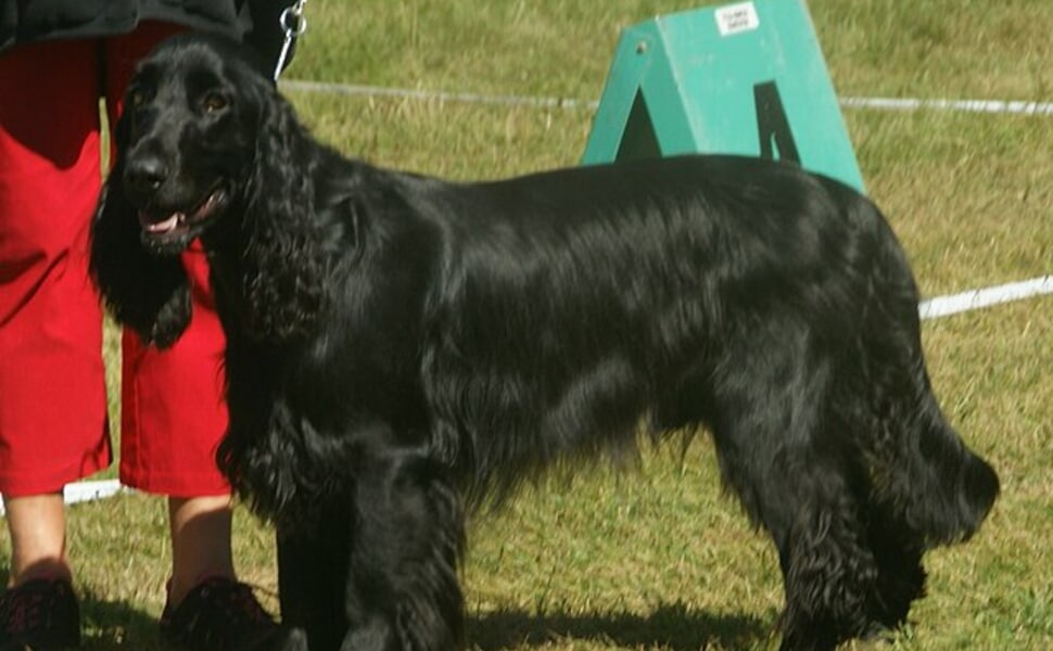 филд шпаньол и подходяща храна за него