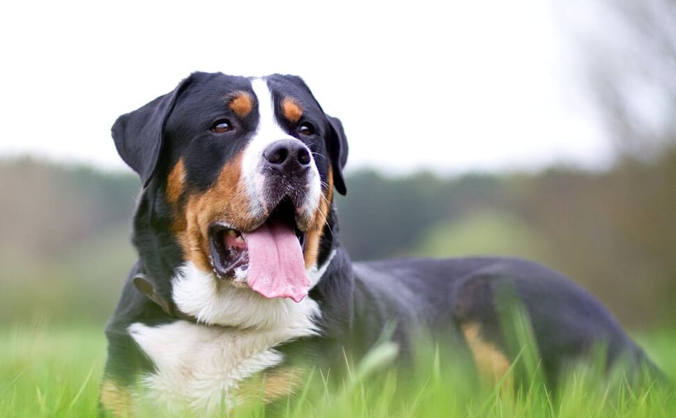 Голямо пастирско швейцарско куче