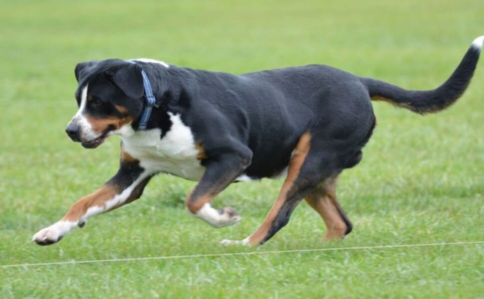 швейцарско пастирско голямо куче