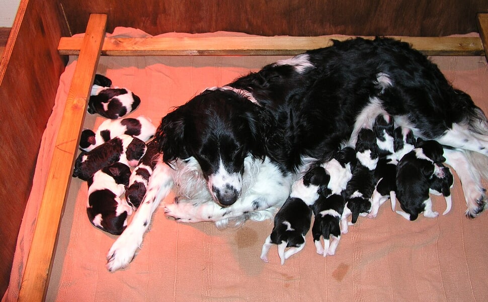 Описание на куче Стабихоун