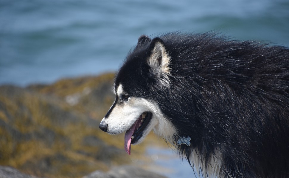 Произход и първоначално предназначение на Финландският лапхунд