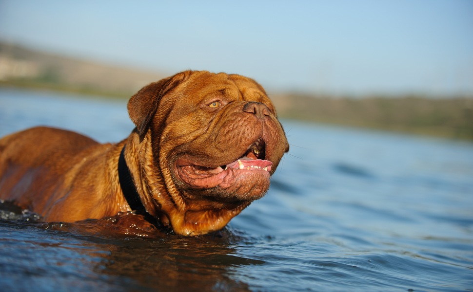 Храна за Френски мастиф