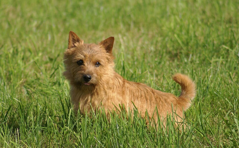 Отглеждане на Норички териер