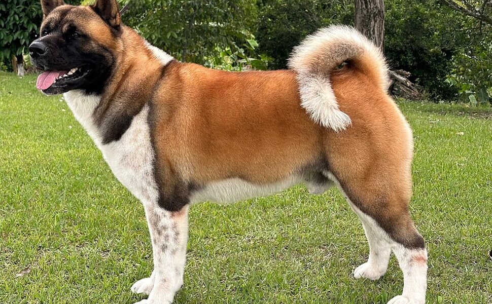 грешки при обучението на Американска акита