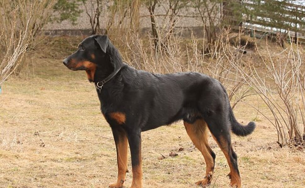 Условия за отглеждане на Босерон